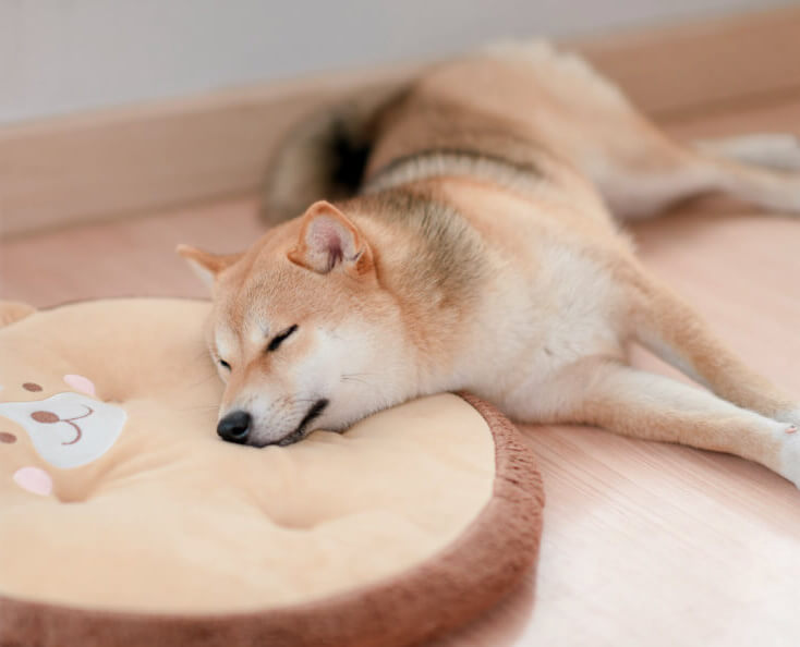 alvó, cuki shibainu